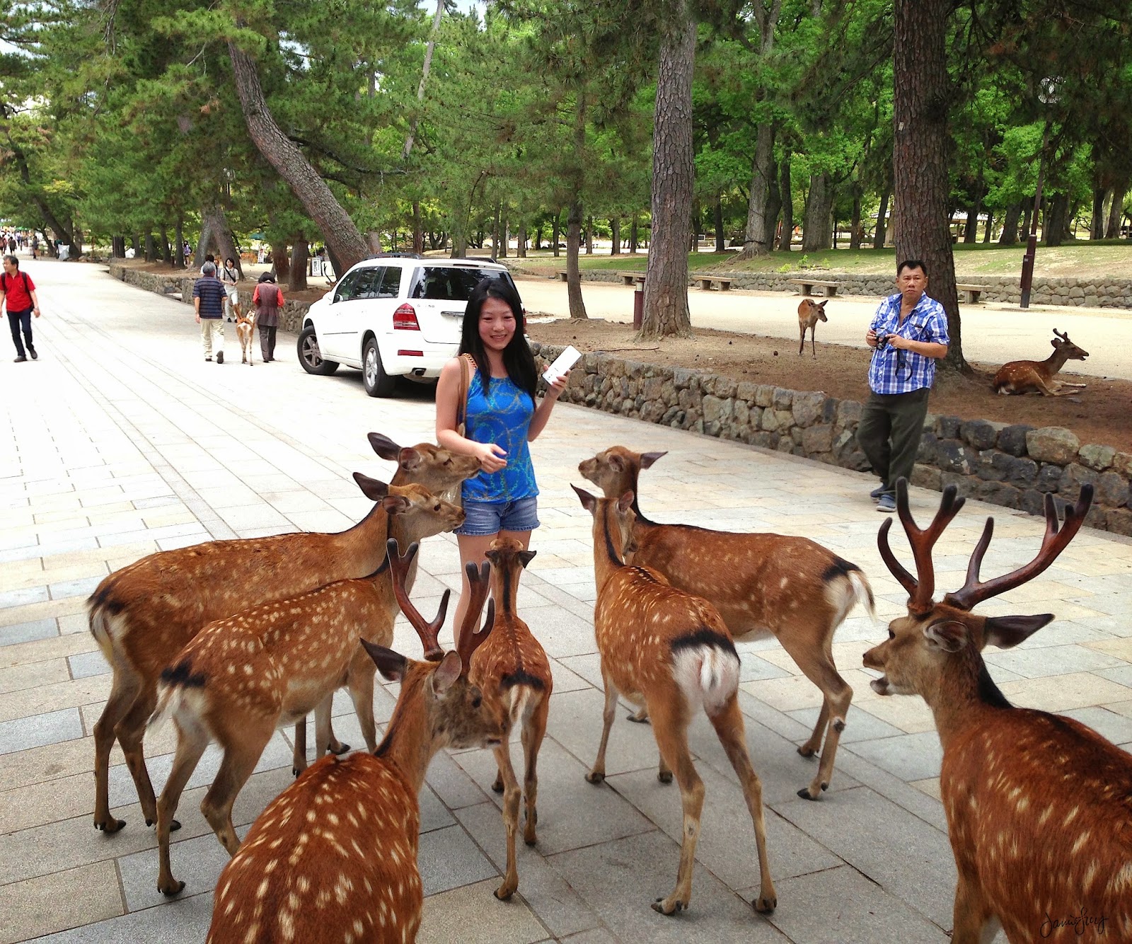 Nara    1_Nara_Park_Wild_Deer_Japan
