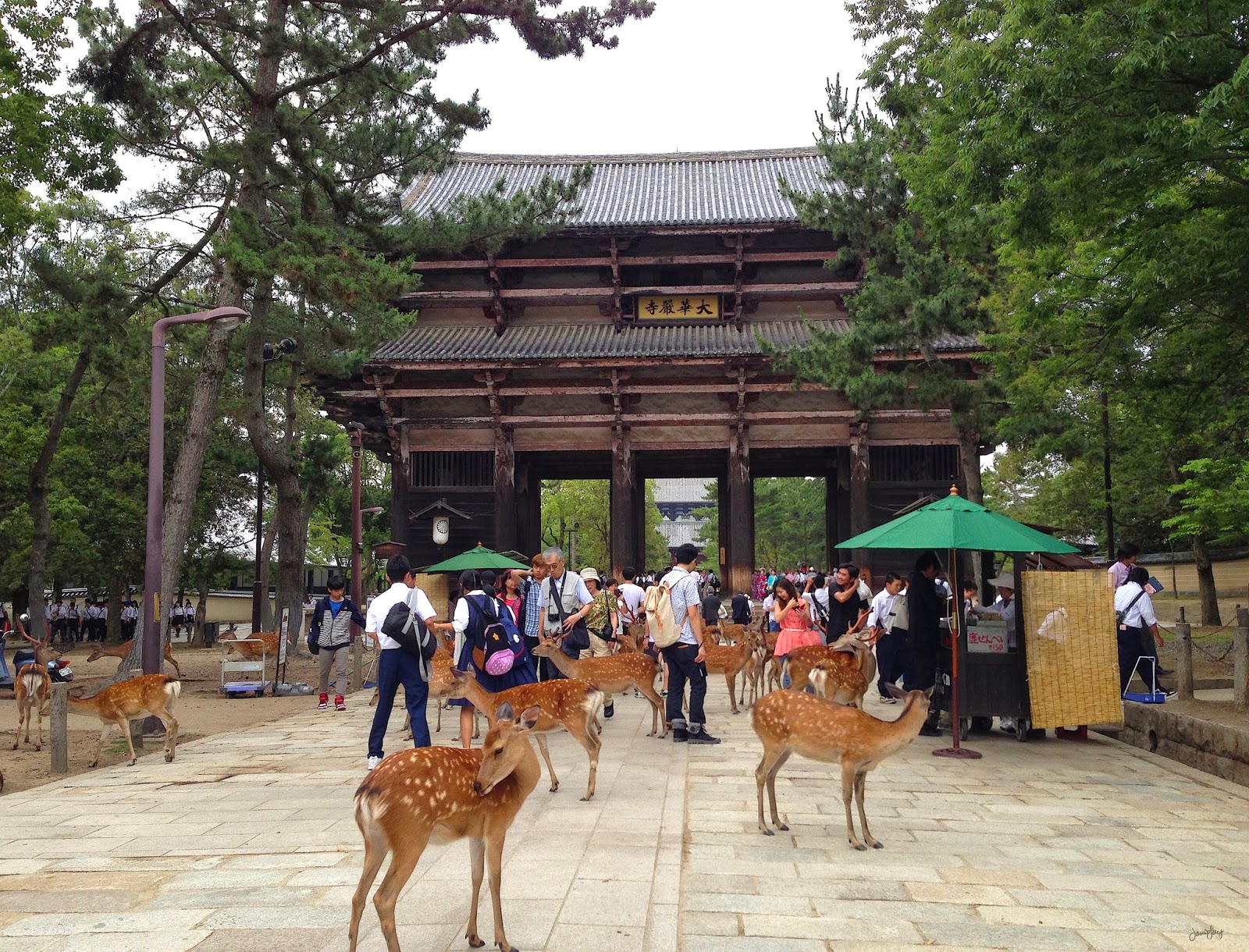 Nara    5_Nara_Park_Deer_Japan