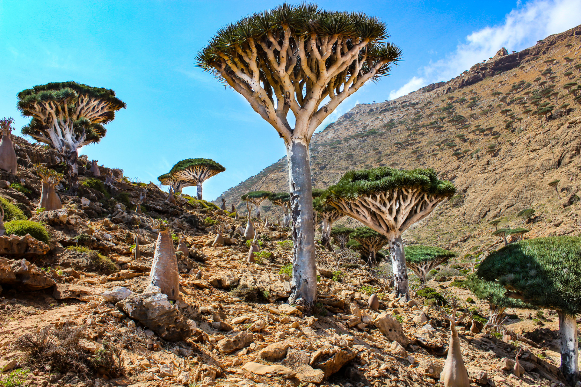 Sokotra, ostrvo na kojem je priroda pokazala svoju kreativnost i raskoš ...