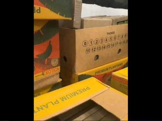 VIDEO: Namijenjen balkanskom kartelu – među bananama pronađeno 2,6 tona kokaina
