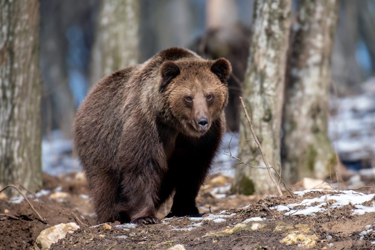 U Kanadi ponovo otvoren lov na grizlije, ekolozi protiv
