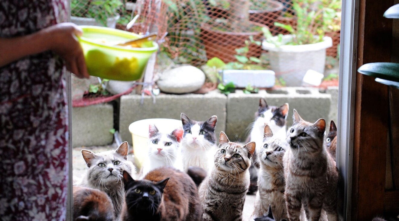 Stavljanje poslastica ili mačje trave (catnip) može motivirati mačku da istraži transporter i poveže ga s pozitivnim iskustvom