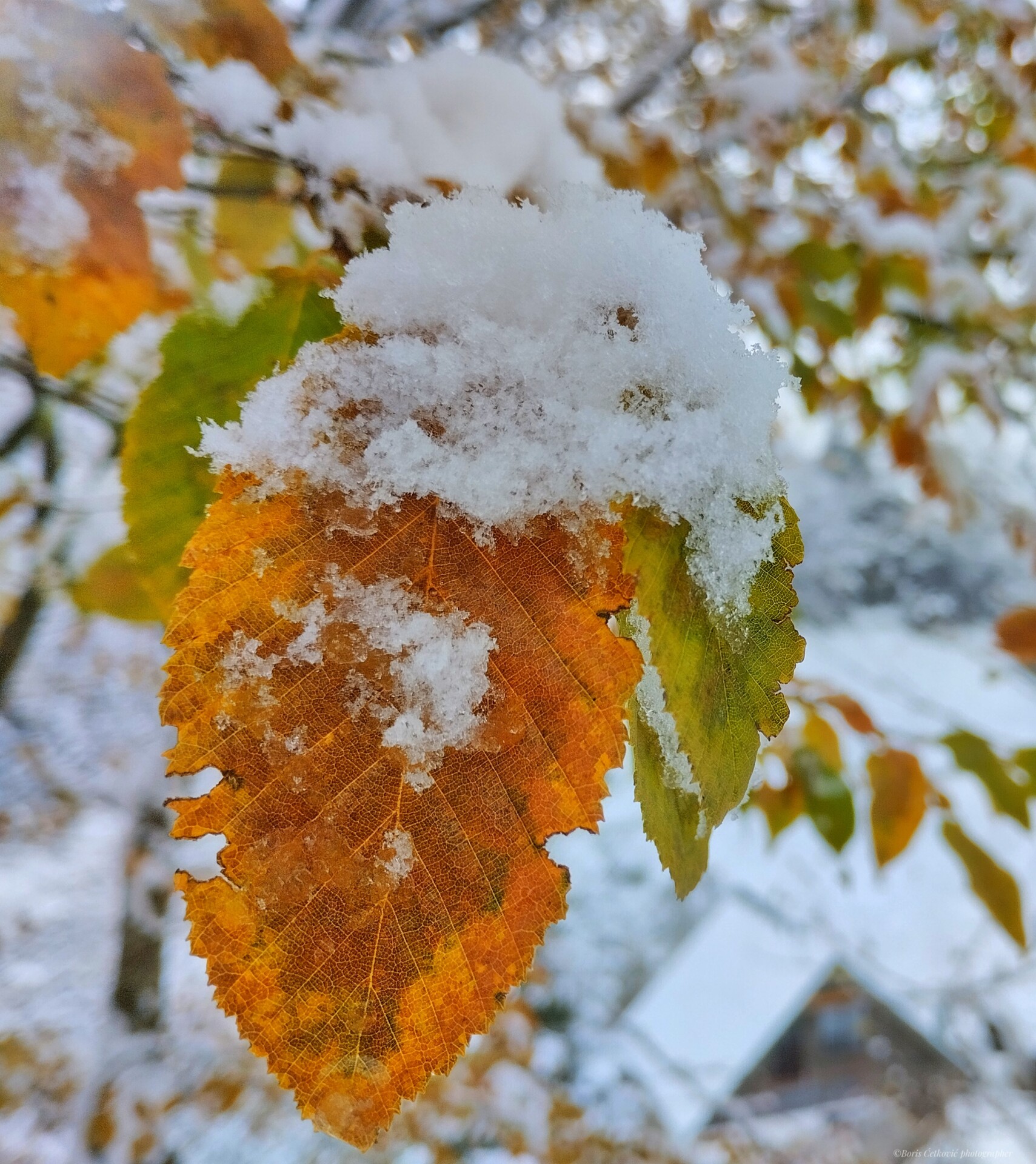 Mojkovac, Foto: Boris Ćetković