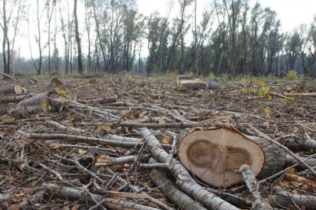 Krivične prijave protiv dvije osobe zbog šumske krađe u Pljevljima