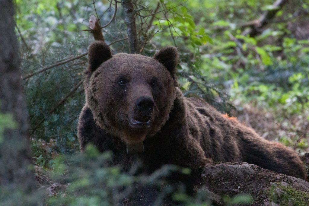 Foto: Slaven Reljić