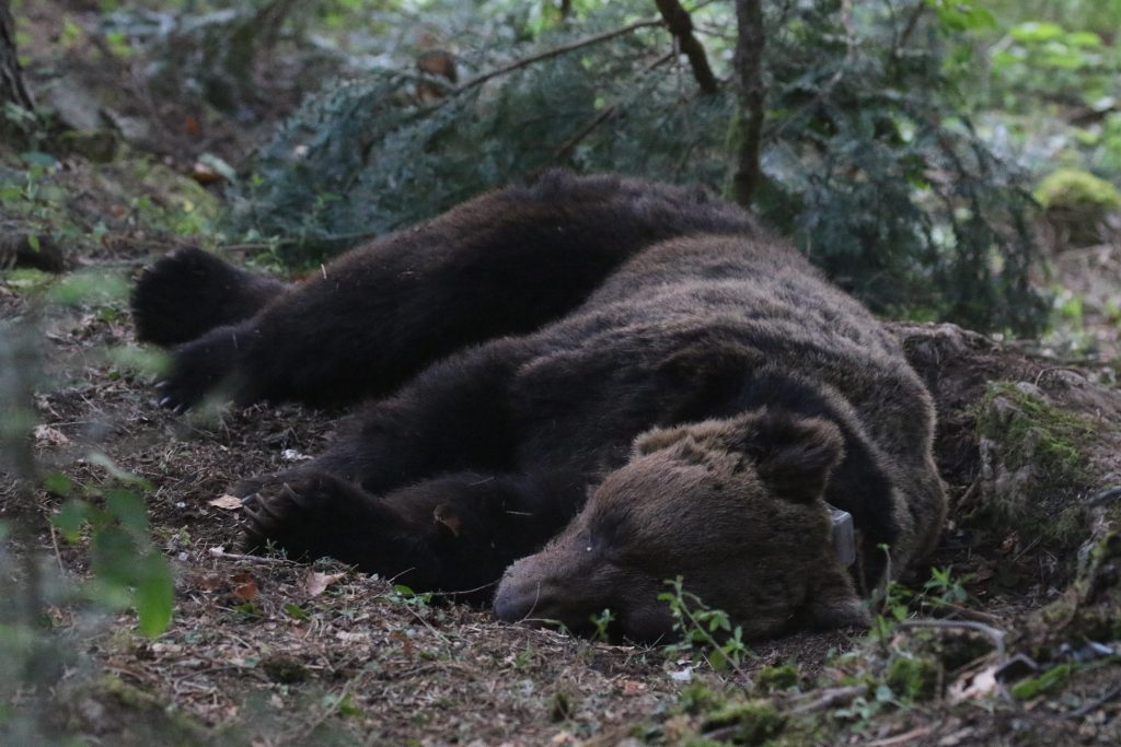 Foto: Slaven Reljić