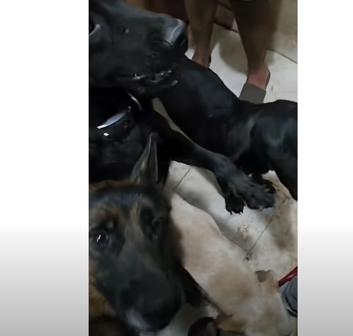 VIDEO: Na ulicama Donje Gorice večeras bi moglo da se nađe 60 pasa; Jočić: Ima i agresivnih, nadležni odbijaju da reaguju