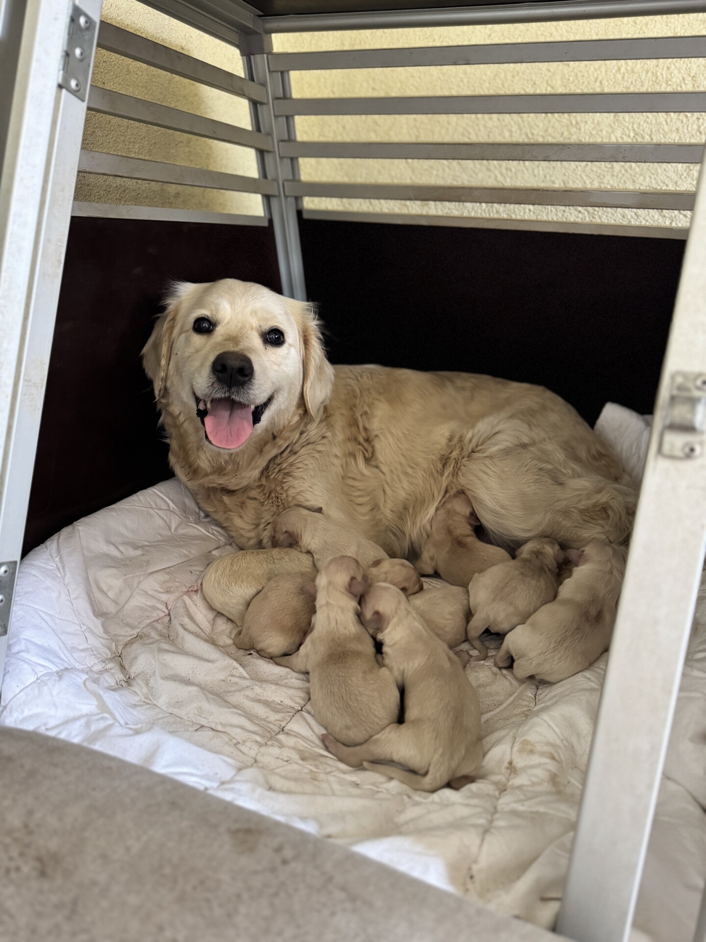 Foto: Udruženje Korina