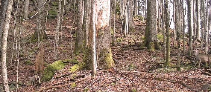 Pogledajte snimak susreta divlje mačke i srne u NP Biogradska gora