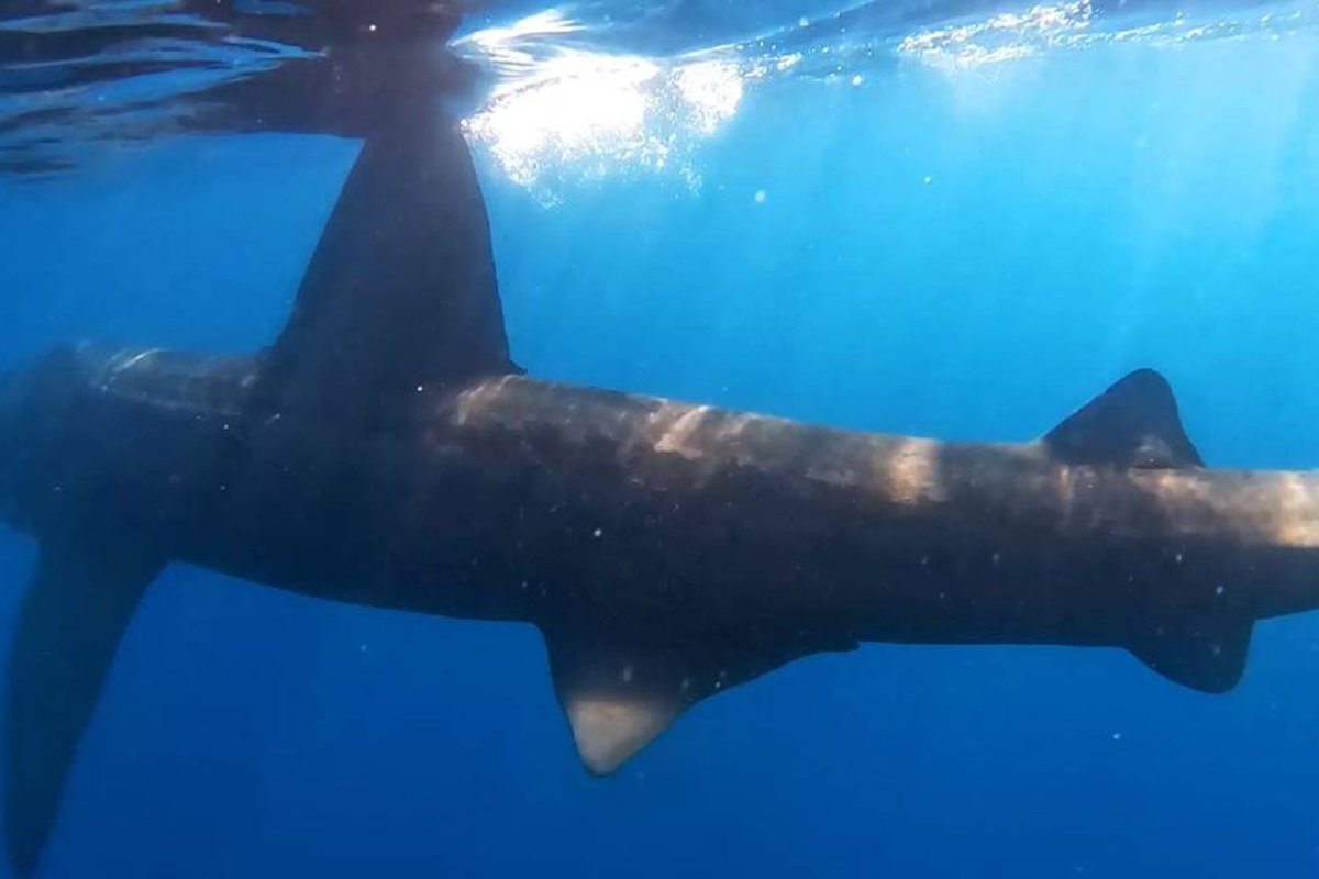 VIDEO U Jadranu snimljena ajkula od sedam metara