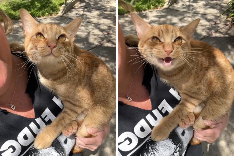 Mačak postao viralan zbog reakcije na ptice tokom šetnje