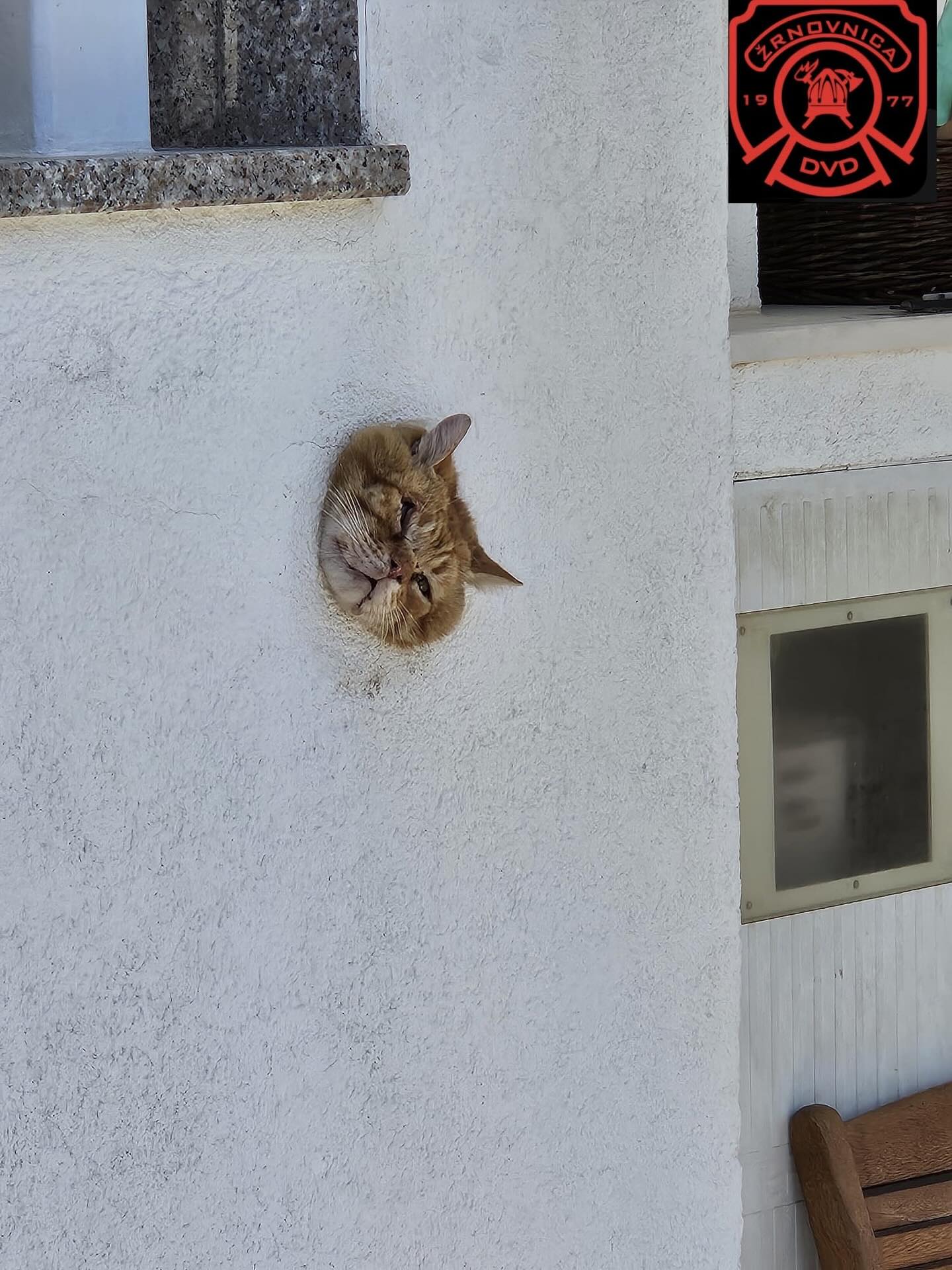 Šta sve mačka može?