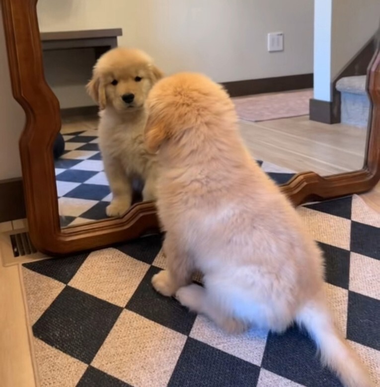 Štene zlatnog retrivera prvi put ugledalo svoj odraz u ogledalu, snimak je hit