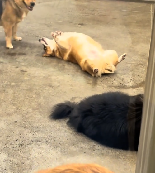 Vlasnik došao po psa u vrtić, nije bio spreman na ono što ga je dočekalo