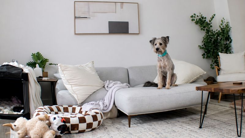 Udomljeni pas prvi put sam van kaveza, ljudi plaču zbog onoga što je učinio