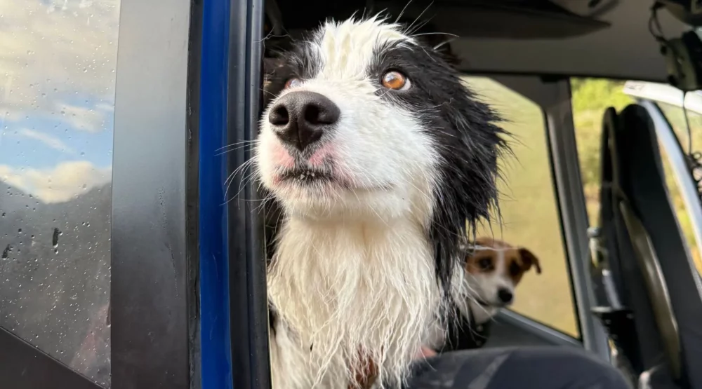 Border koli preživio nedjelju dana u divljini nakon pada vlasnice niz vodopad