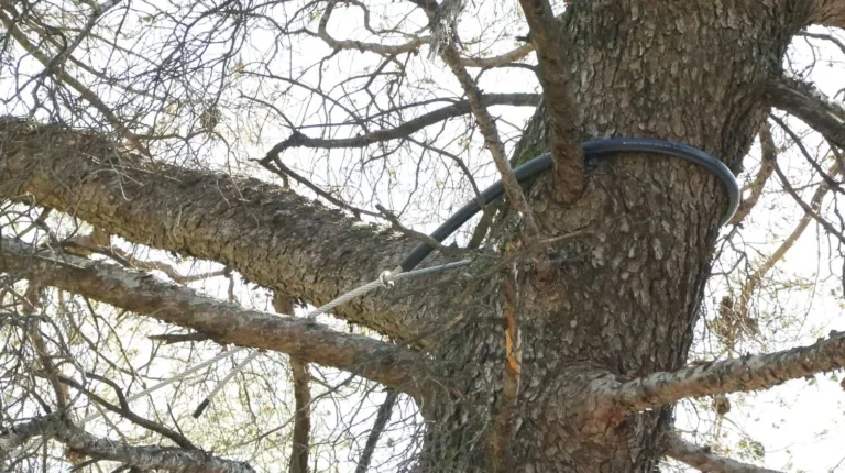 Oštećena stabla na Gorici nakon jakog vjetra: Građanima upućen apel na oprez