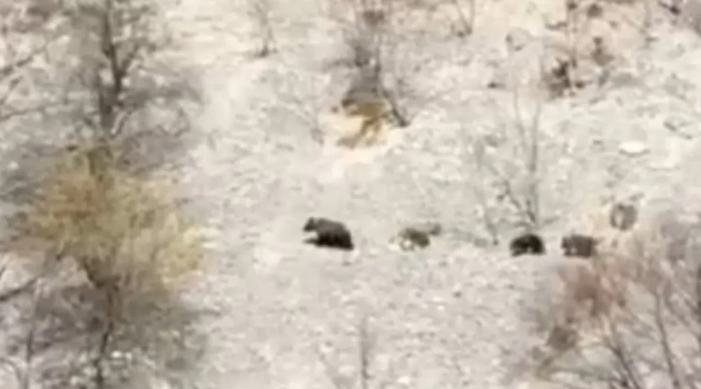 U Kozarici kod Šavnika strah od medvjeda