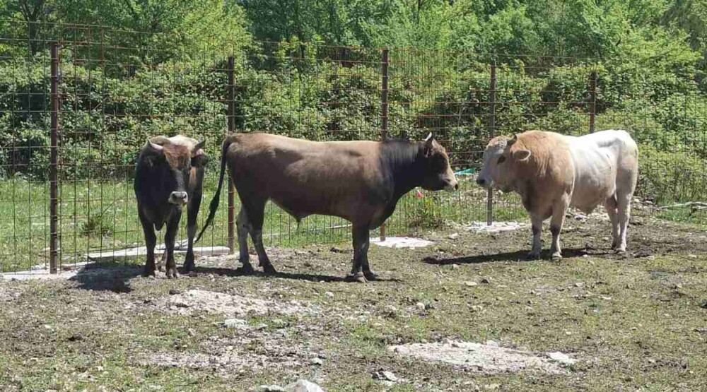 Foto: Opština Tivat