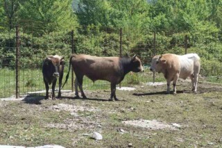 Foto: Opština Tivat