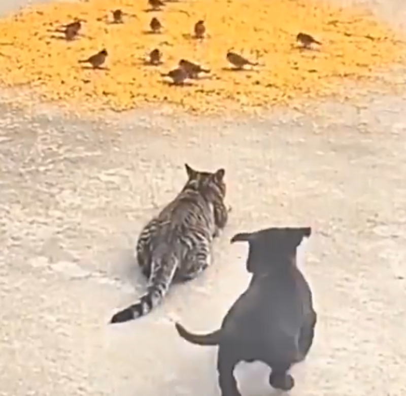 Kad ti pokvare planove